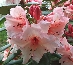 Różanecznik (Rhododendron) Virginia Richards